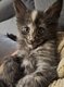 Maine coon