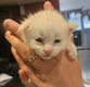 Maine coon