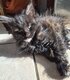 Maine coon