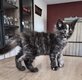 Maine coon