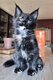Maine coon disponibles dessuite