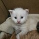 Maine coon