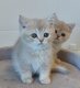 British shorthair et longhair