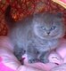 British shorthair et longhair