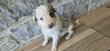 Chiot Border Collie