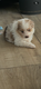 Chiot Border Collie