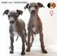 Petit Lévrier Italien - Magnifiques chiots à...