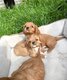 Cavalier king Charles nés et élevés dans la...
