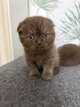 Petit chat scottish