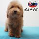 Caniche   chiots élégants et vifs à vendre