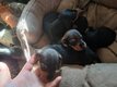 Chiots teckels poils dur