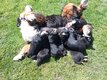 Chiots Bouviers Bernois