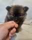 2 Magnifique femelles Petit Spitz sable...