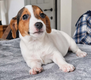 Magnifiques Jack Russell