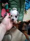 Chiots Chihuahua