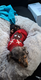 Chiot teckel croisé chihuahua femelle