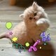 British longhair