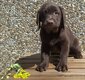Labradors