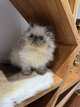 💙Magnifiques chatons Persan colorpoint