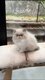 💙Magnifiques chatons Persan colorpoint