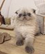 💙Magnifique chaton Mâle bleu point...