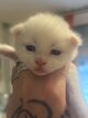 Chatons Vanthy