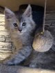Chatons Vanthy
