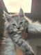 Chatons Vanthy