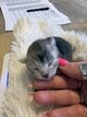 Chatons Vanthy