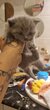 Chaton british shorthair  scottish fold  bleu