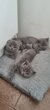 Chaton british shorthair  scottish fold  bleu