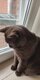 British shorthair chocolat