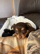 Chiot chihuahua poils longs