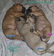 Bullmastiffs  fauve