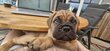 Bullmastiffs pedigrée saint  hubert   parents ...