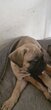Bullmastiffs pedigrée saint  hubert   parents ...
