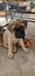 Bullmastiff femelle  pedigrée saint  hubert  ...