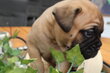 Bullmastiffs pedigrée saint  hubert   parents ...