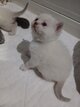 Chaton british shorthair