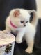 Chaton british shorthair