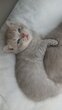Chaton british shorthair