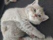 Chaton british shorthair