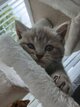 Chaton british shorthair