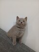 Chaton british shorthair