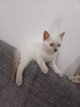 Chaton british shorthair