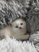 Chaton british shorthair