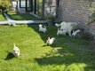 Magnifique chiots golden retriever chez...