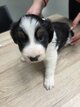 Chiots border collie à vendre