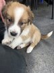 Chiots border collie à vendre
