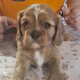 Chiot king charles